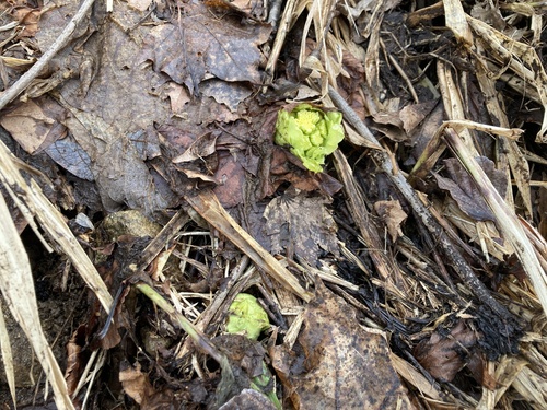 Giant Butterbur