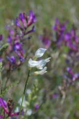 Astragalus varius