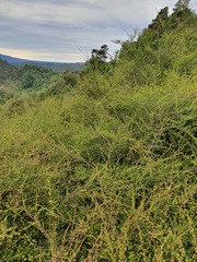 Kunzea tenuicaulis