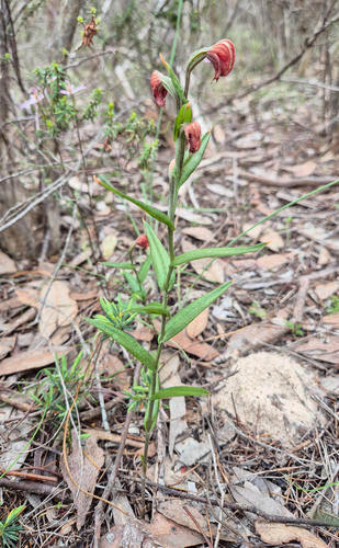 Red-banded Greenhood (Pterostylis sanguinea)