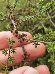Kunzea tenuicaulis