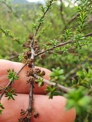 Kunzea tenuicaulis