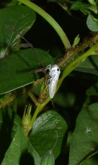 Tretogonia