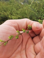 Kunzea tenuicaulis