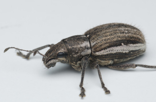 Graphognathus