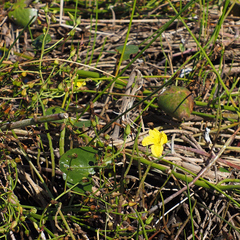 Ornduffia reniformis, photograph author not stated, no rights reserved
