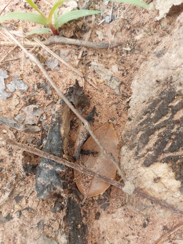 Odontoponera denticulata