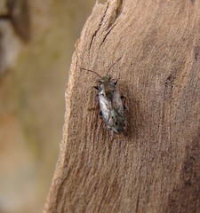 Heterogaster urticae