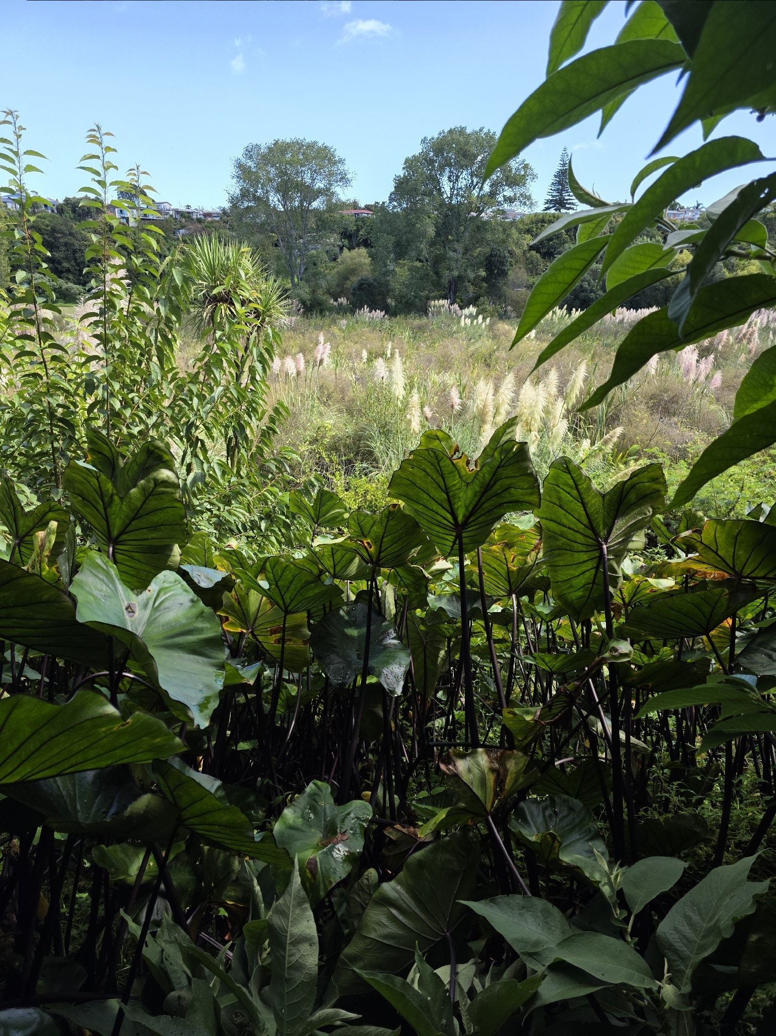 Blackstem Taro (Colocasia fontanesii)