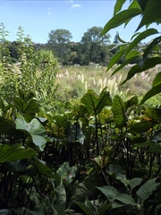 Colocasia fontanesii, photograph author not stated, no rights reserved
