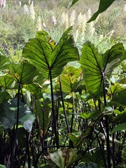 Colocasia fontanesii, photograph author not stated, no rights reserved