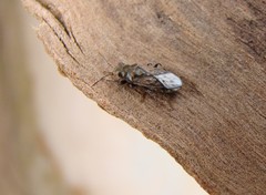Heterogaster urticae