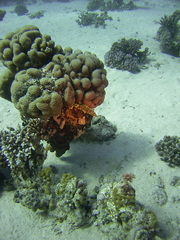 Oxycheilinus mentalis