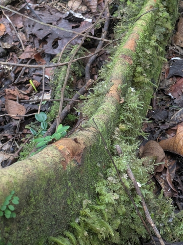 Common Forest Skink