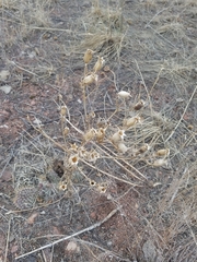 Mentzelia laevicaulis