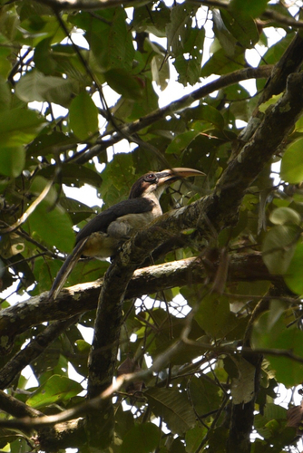 Ocyceros gingalensis