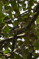 Ocyceros gingalensis