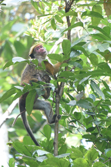 Macaca sinica