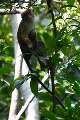 Macaca sinica