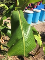Musa