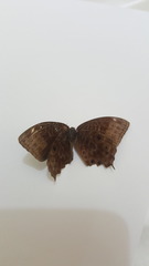 Ptychandra lorquinii