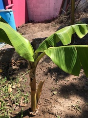 Musa