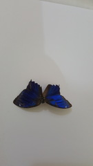 Ptychandra lorquinii