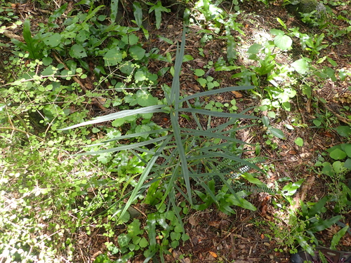 Black Maire (Nestegis cunninghamii)
