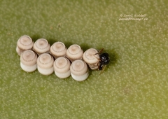 Trissolcus