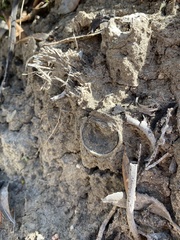 Bothriocyrtum californicum