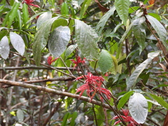 (c) Mark Clarke, some rights reserved (CC BY) Cyclacanthus coccineus, photograph (c) Mark Clarke, some rights reserved (CC BY)