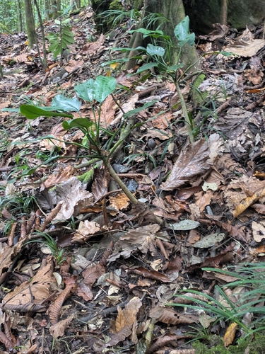 Aglaonema marantifolium