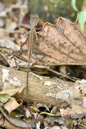 Otocryptis wiegmanni