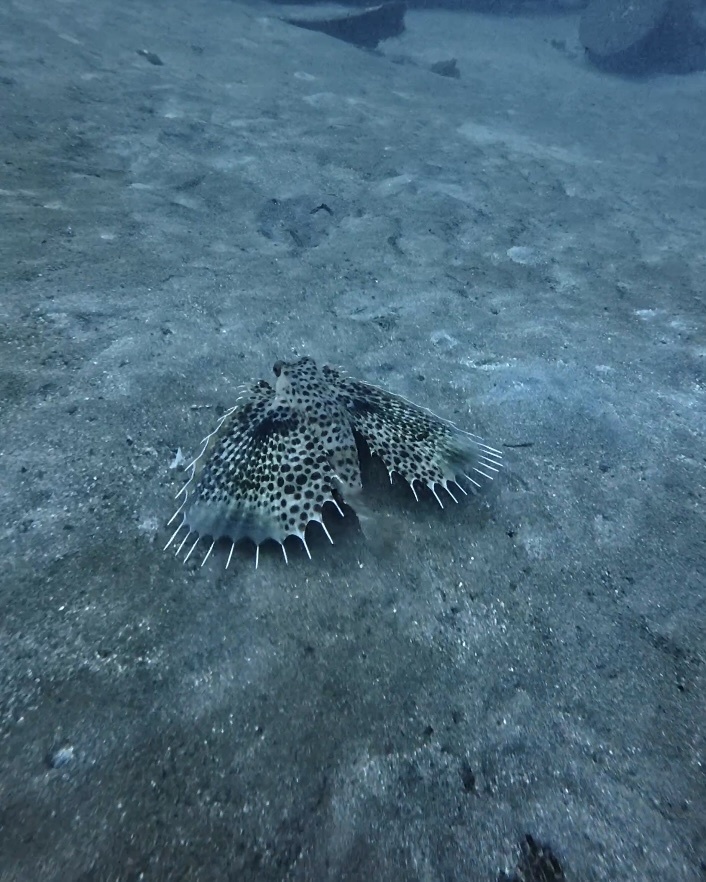 Flying Gurnard (Dactyloptena orientalis)