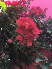 Bougainvillea