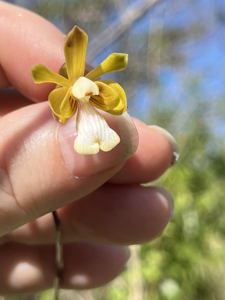 Psychilis krugii