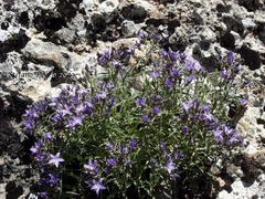 Sergia sewerzowii