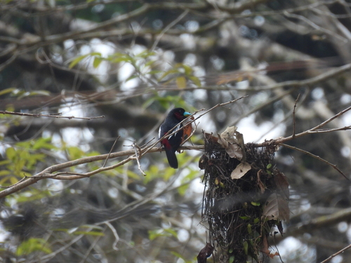 Black-and-red Broadbill (Cymbirhynchus macrorhynchos), photo 5
