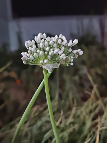 Common Onion