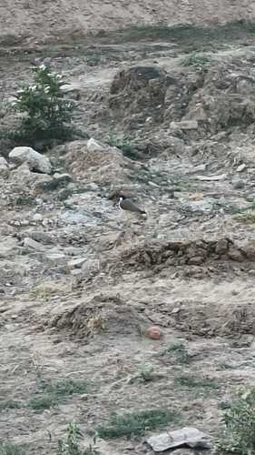 Red-wattled Lapwing