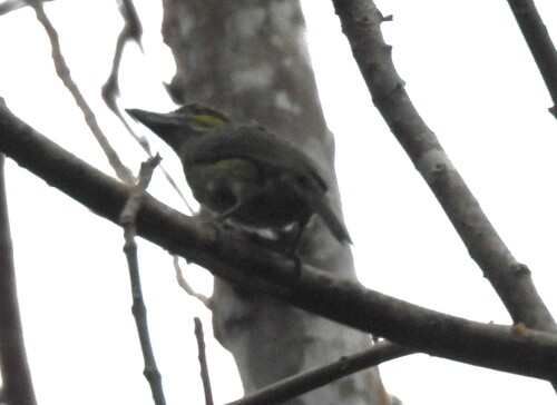 Green-eared Barbet (Psilopogon faiostrictus), photo 4
