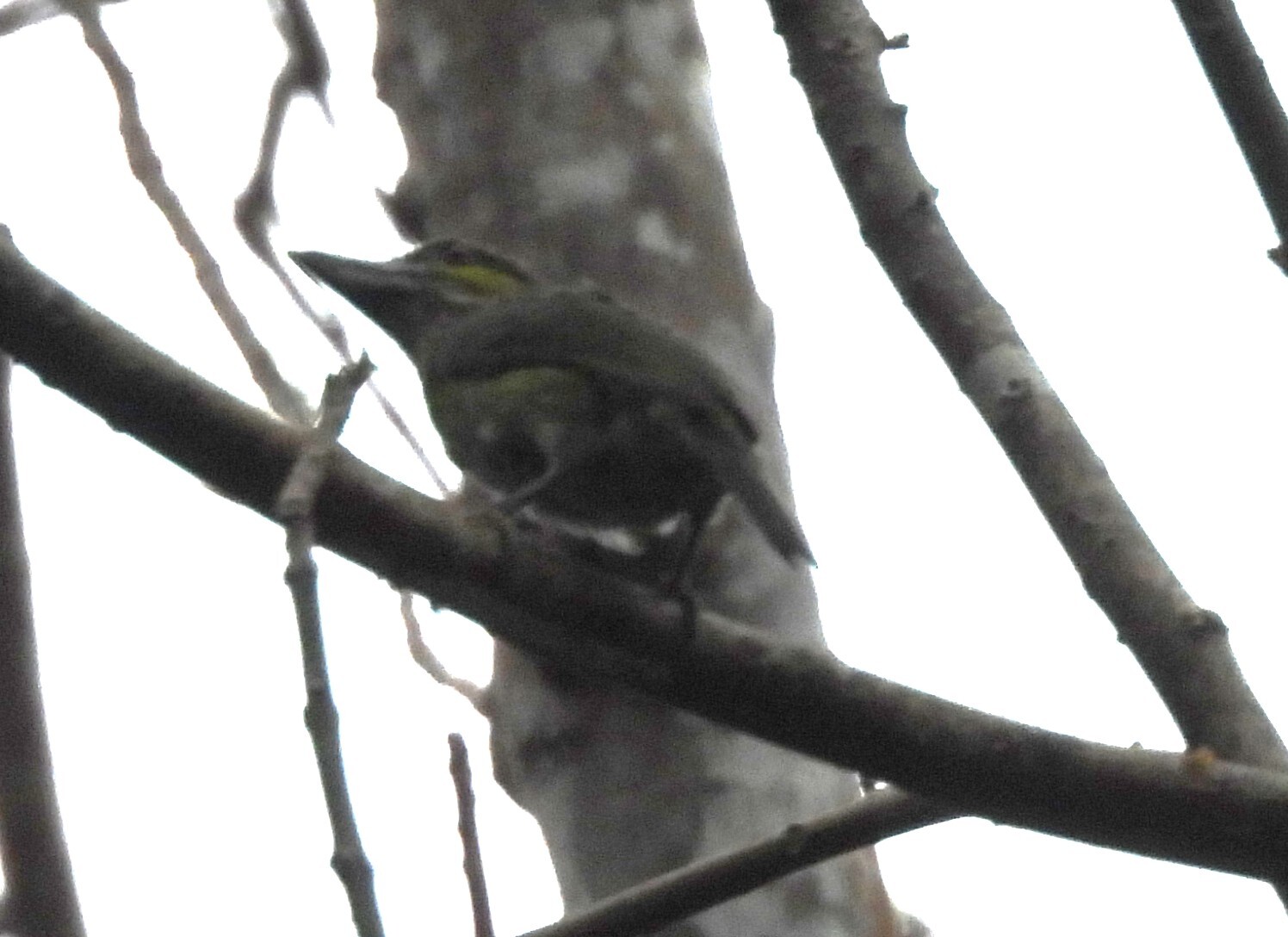 Green-eared Barbet (Psilopogon faiostrictus), photo 5