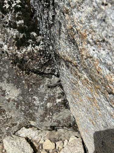 iNaturalist observation photo of Western Fence Lizard