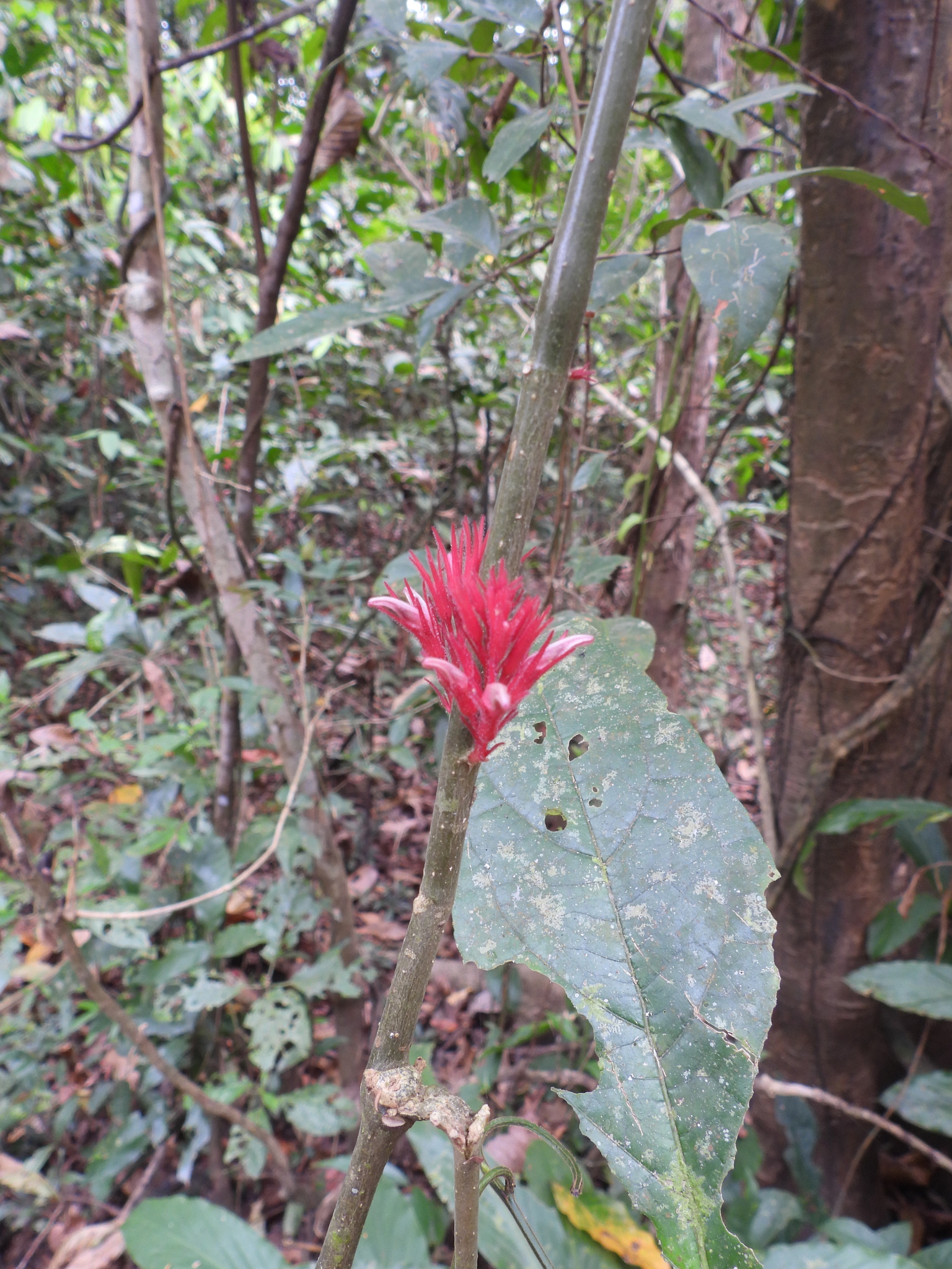 Cyclacanthus coccineus (Cyclacanthus coccineus)