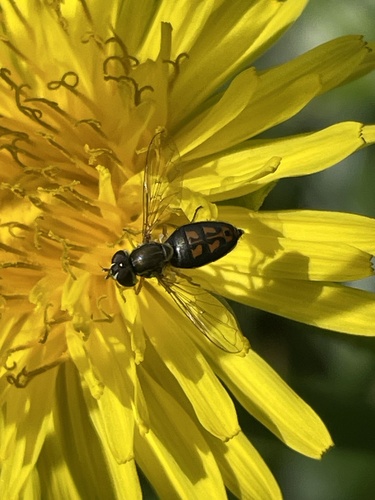 Unknown species found near University of California, Berkeley, Berkeley, CA, US