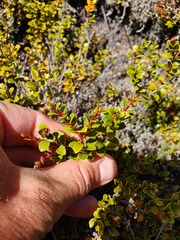 Gaultheria colensoi