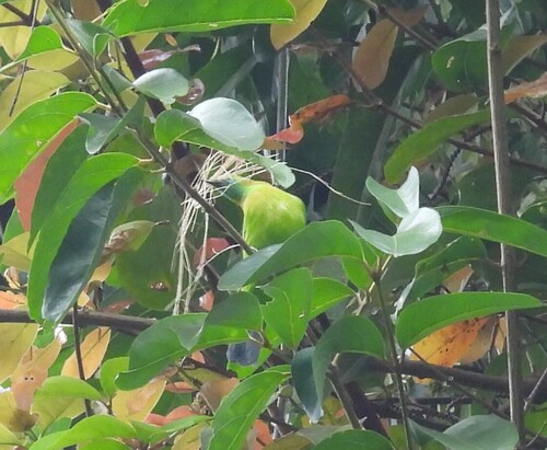 Blue-winged Leafbird (Chloropsis moluccensis), photo 8