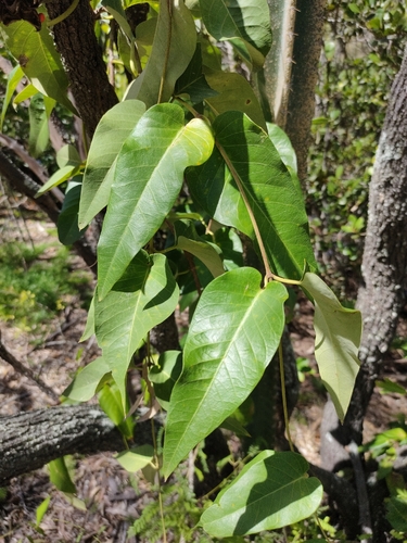Brisbane Silkpod (Parsonsia brisbanensis)