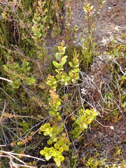 Gaultheria colensoi