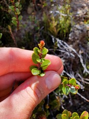 Gaultheria colensoi